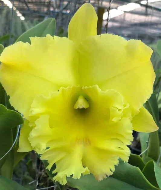 Rlc. Siam Paradise 'Lemon Field'