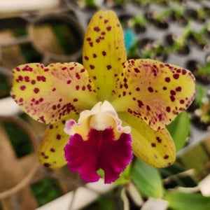 Rhyncholaeliocattleya SunCoast Magic Leopards × Rhyncholaeliocattleya Sun Spots