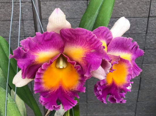 Rlc. Pegasus Fantasy 'Sanctuary'