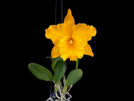 Rlc. Golden Diamond 'No. 1'