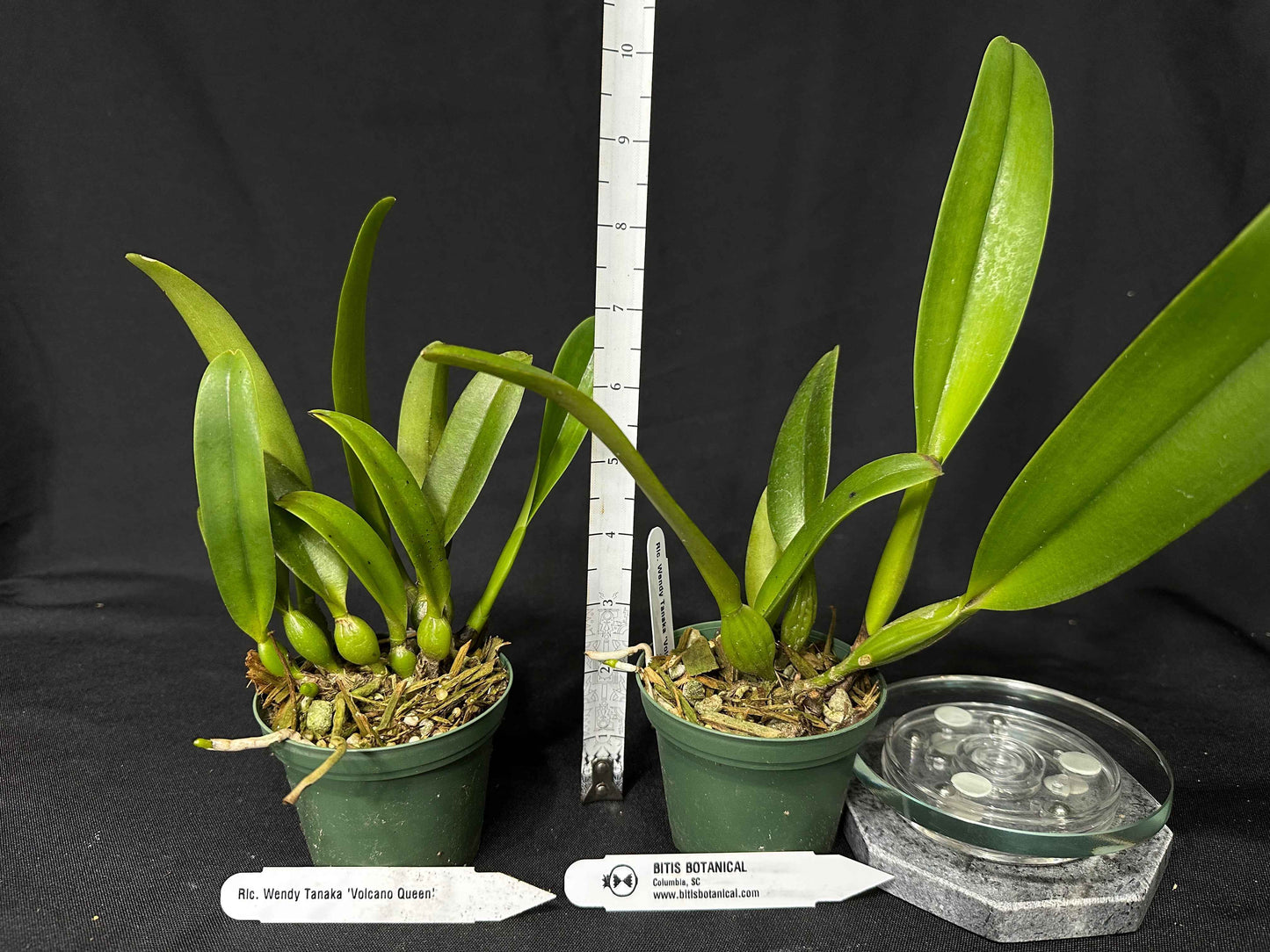 Rhyncholaeliocattleya Wendy Tanaka 'Volcano Queen'