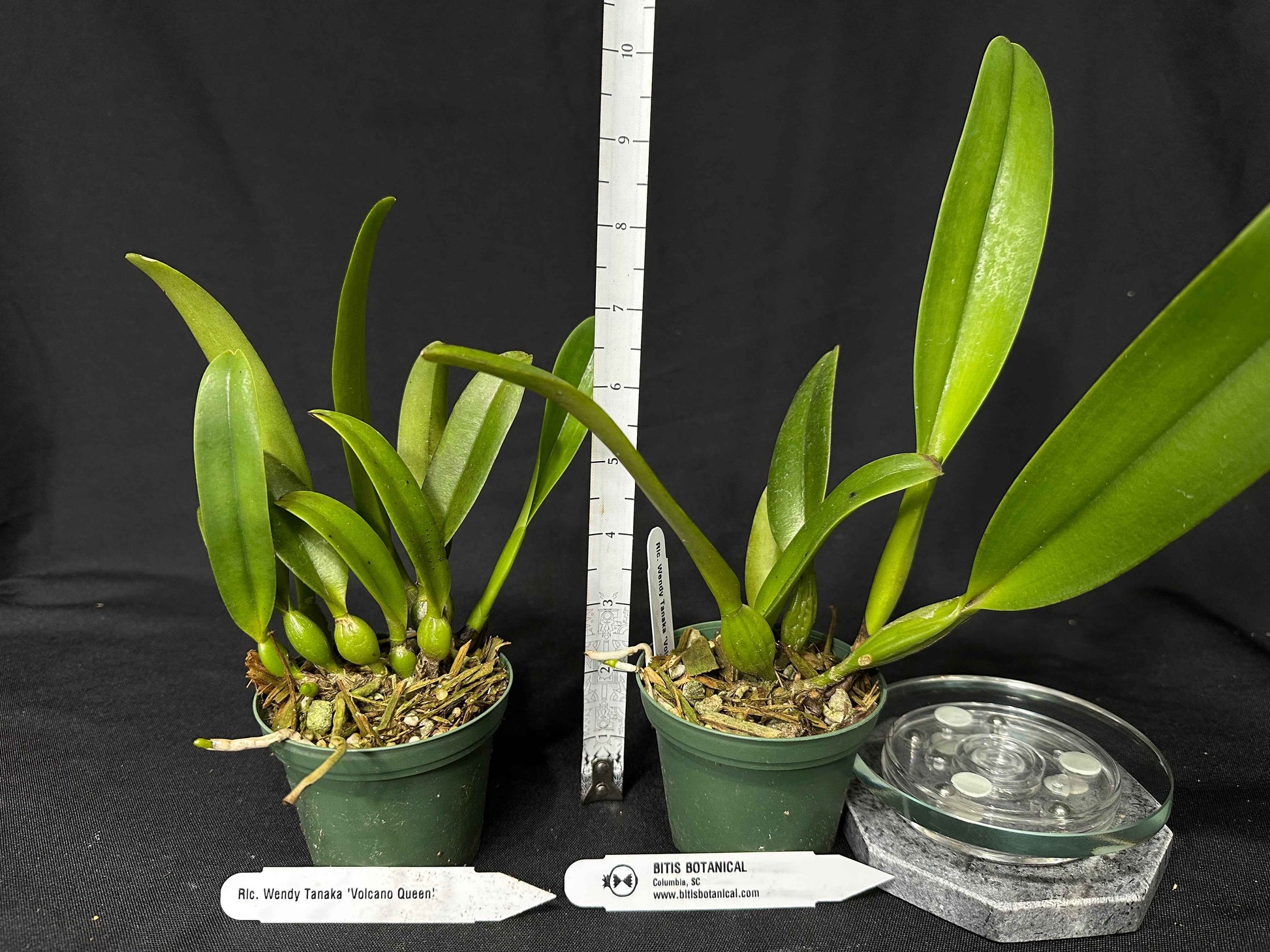 Rhyncholaeliocattleya Wendy Tanaka 'Volcano Queen'