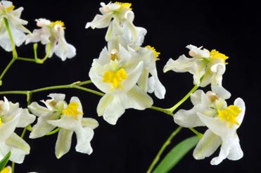 Oncidium Twinkle 'Fragrance Fantasy'