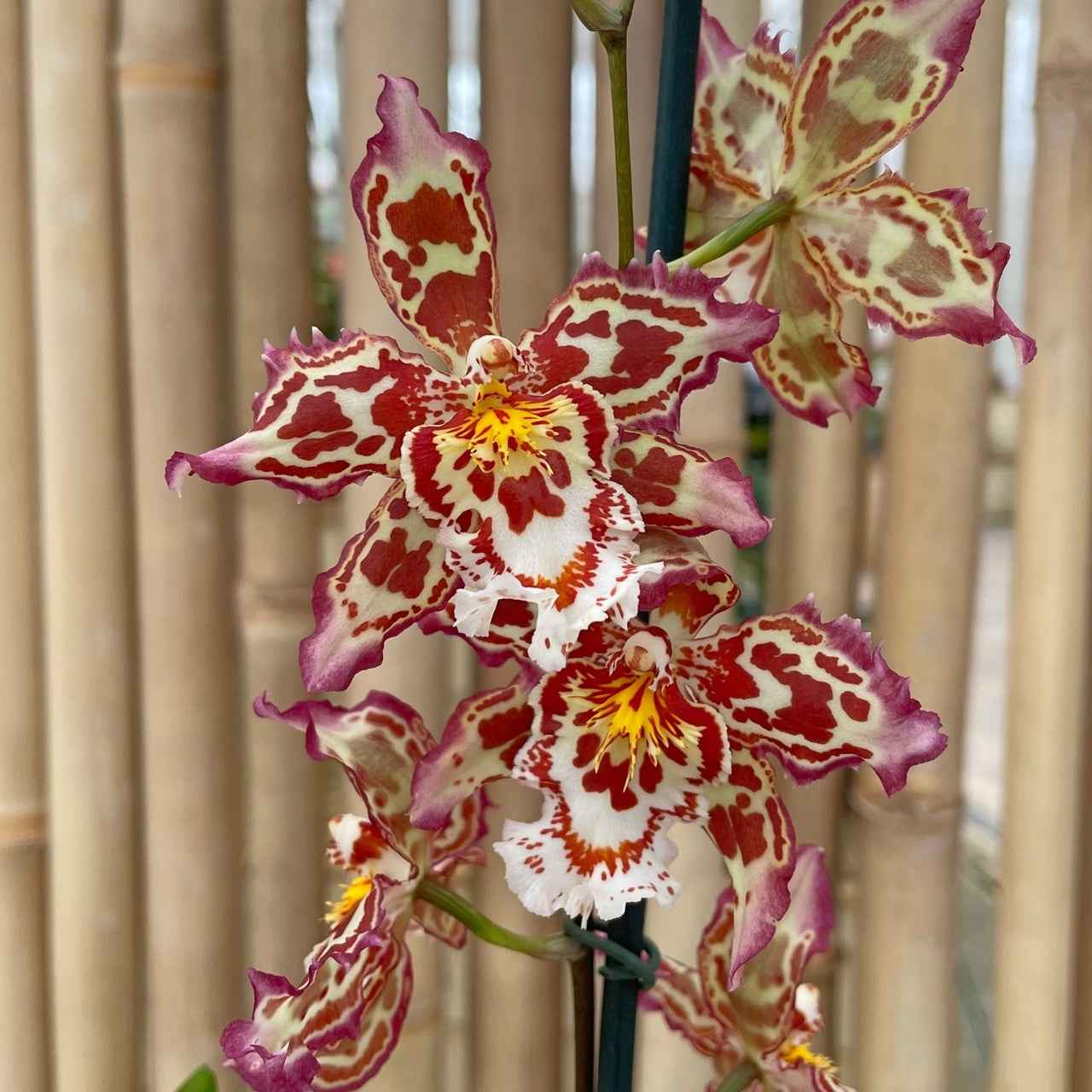 Oncostele Joe Vanilla 'First Out'
