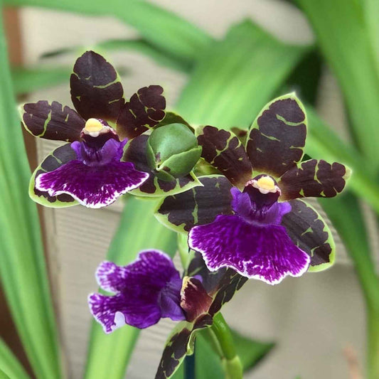 Zygopetalum Artur Elle 'Tombstone'