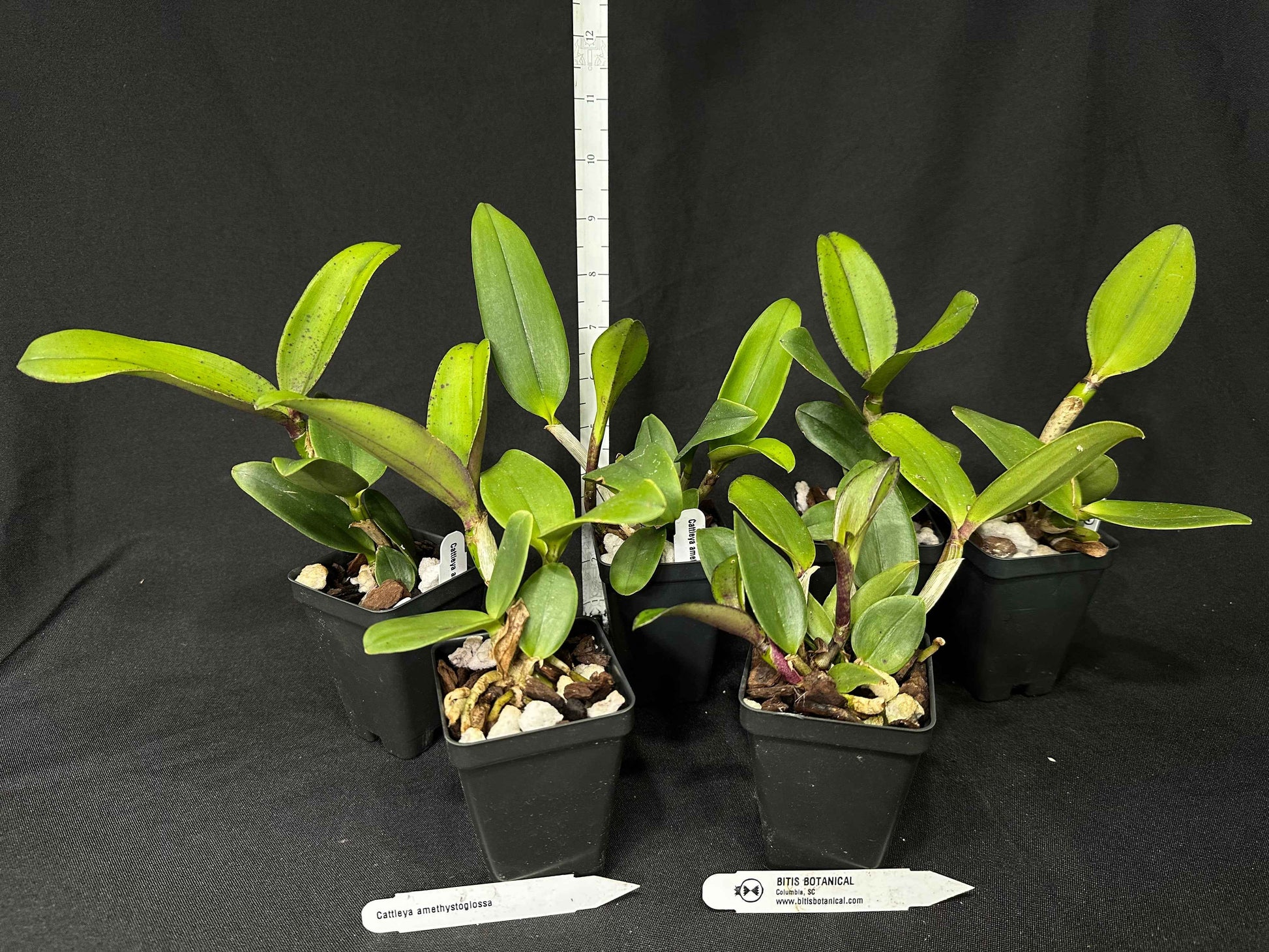 Cattleya amethystoglossa