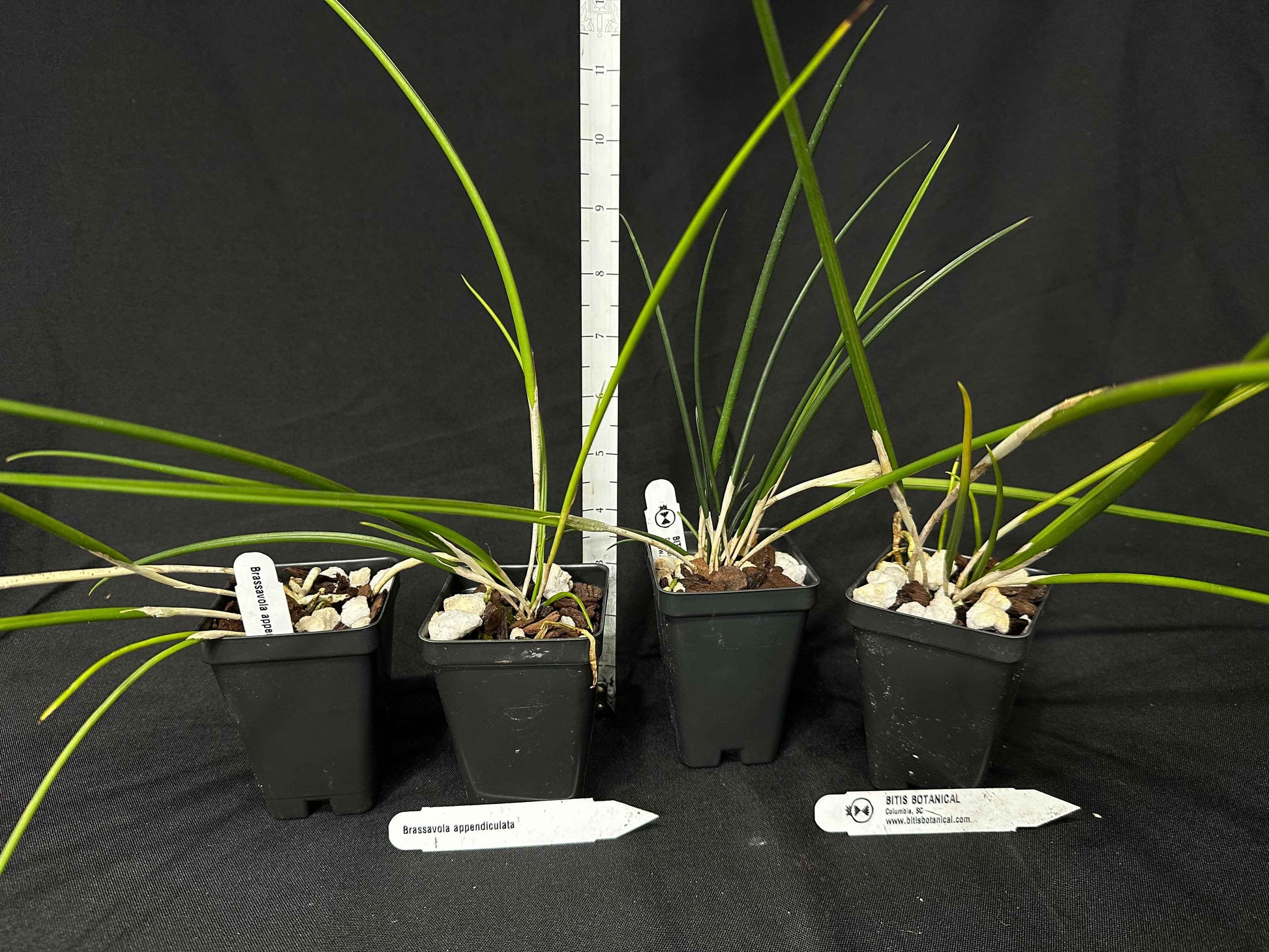 Brassavola appendiculata