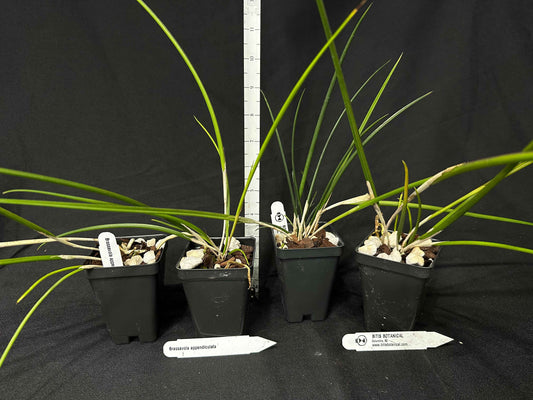 Brassavola appendiculata