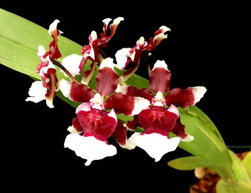 Oncidium Heaven Scent 'Redolence'