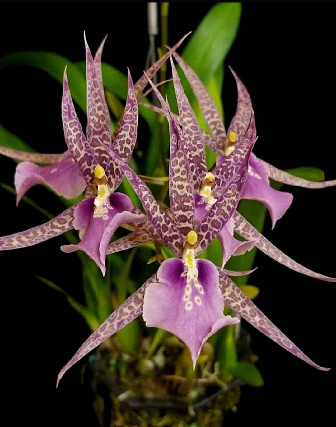 Miltassia Charles M. Fitch 'Izumi' AM/AOS