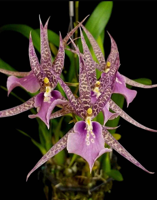 Miltassia Charles M. Fitch 'Izumi' AM/AOS