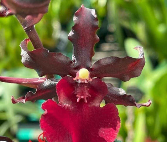 Oncostele Succubus 'Night Shift'