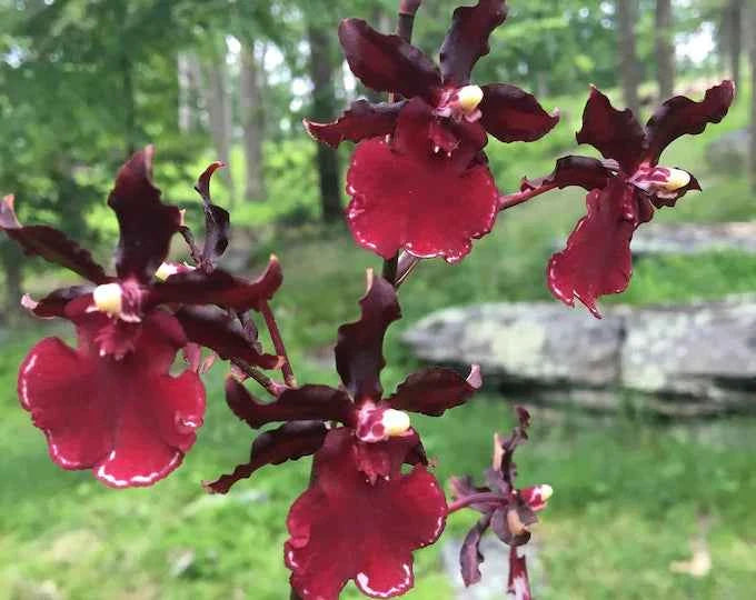 Oncostele Succubus 'Night Shift'