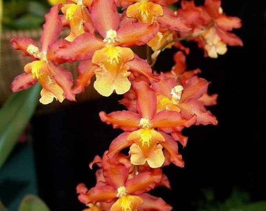 Oncostele Aloha Sparks 'Halloween'