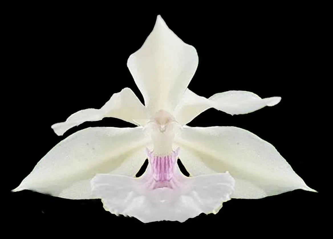 Zygonisia Cynosure 'Dove of Peace'