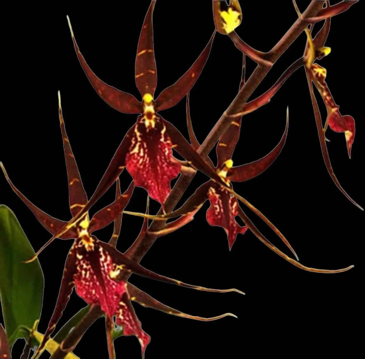 Wilhelmara (Degarmoara) Pinot Princess 'Nite Naulege'