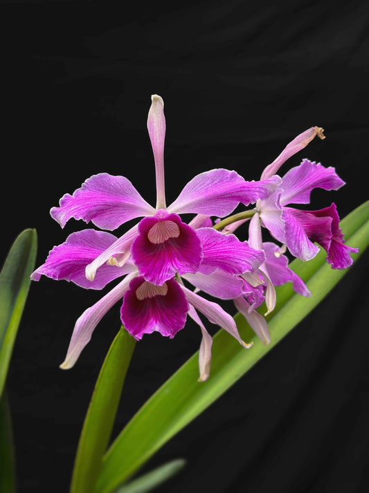 Cattleya (Laelia) purpurata 'Mr. Stripes'