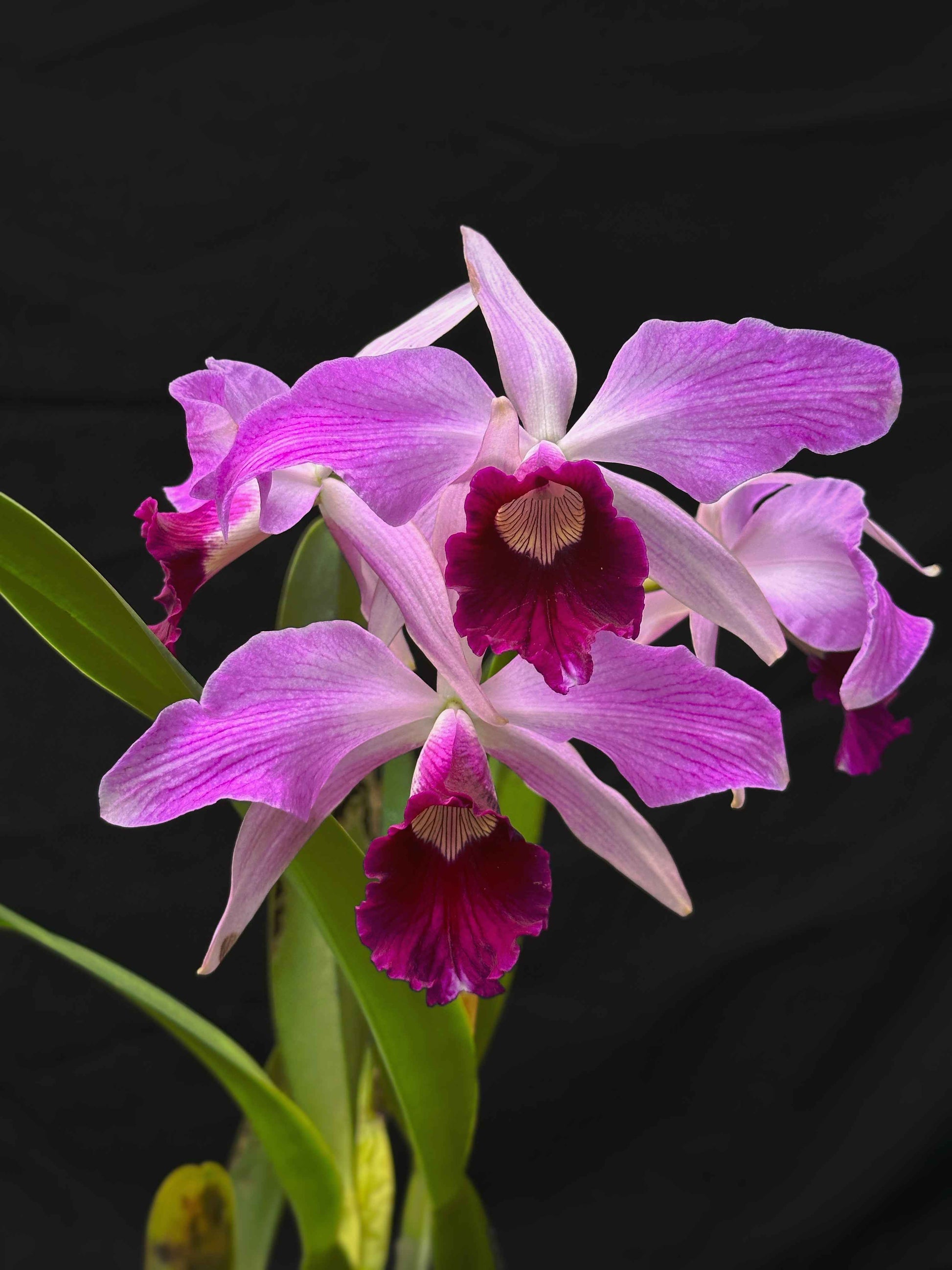 Cattleya (Laelia) purpurata var. striata
