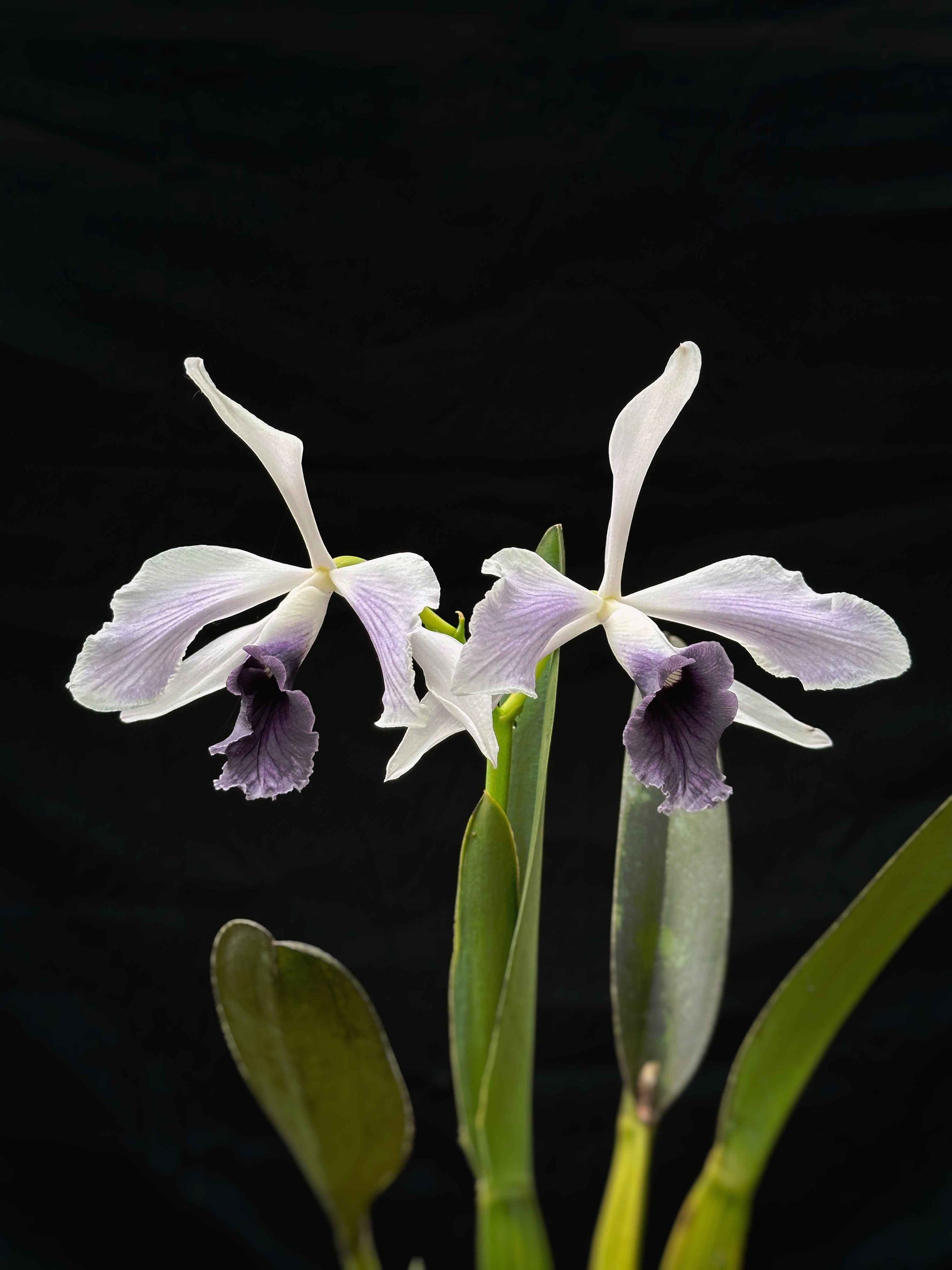 Cattleya (Laelia) purpurata var. werkhauseri striata