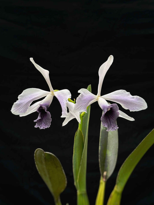 Cattleya (Laelia) purpurata var. werkhauseri striata