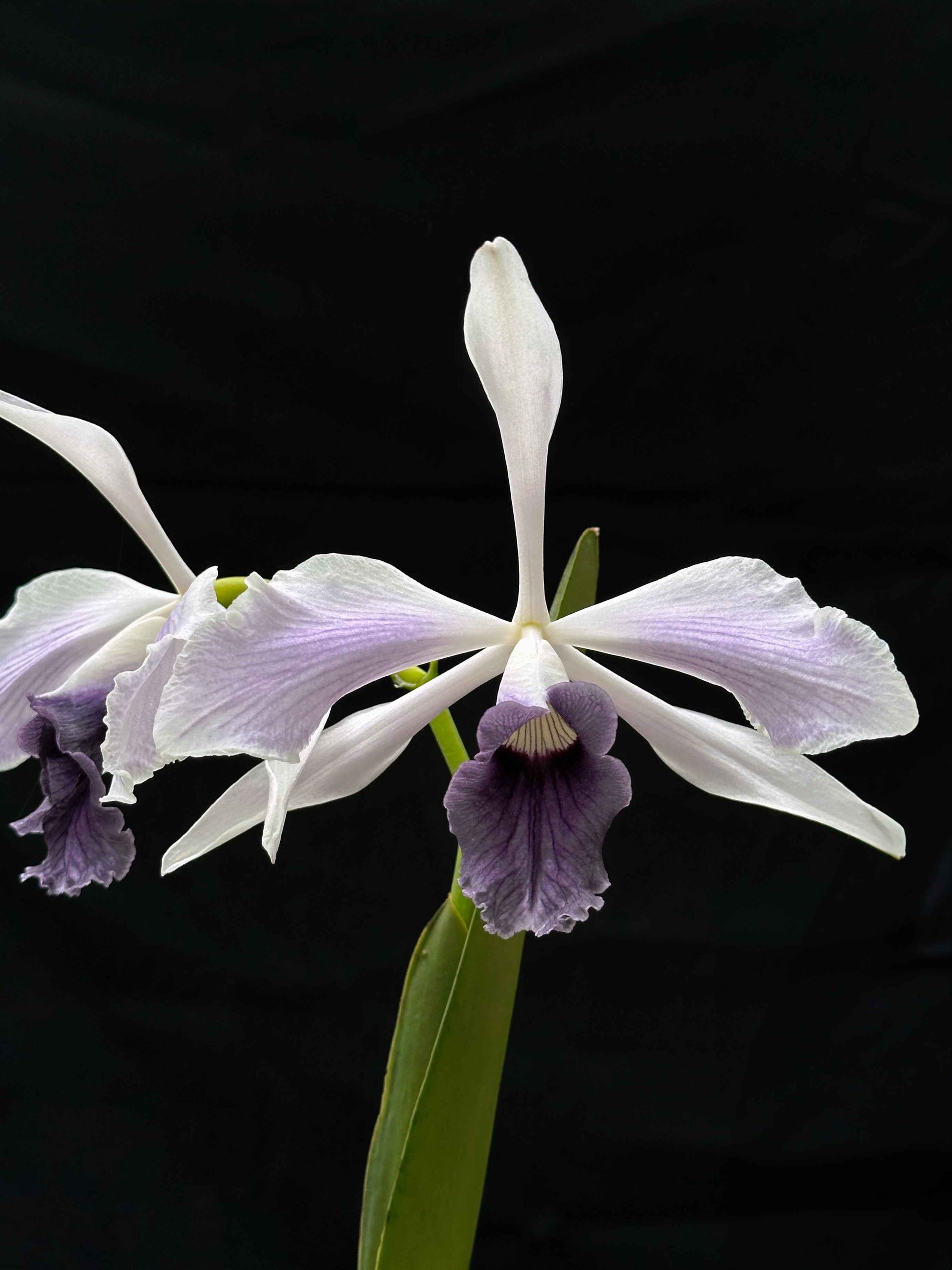 Cattleya (Laelia) purpurata var. werkhauseri striata