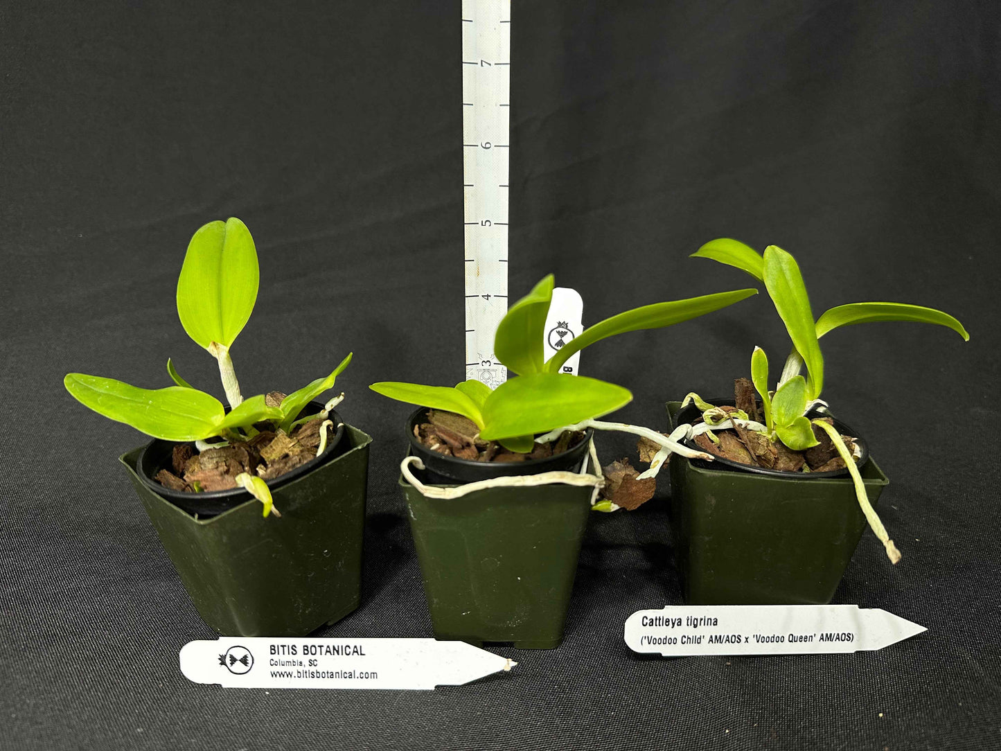 Cattleya tigrina