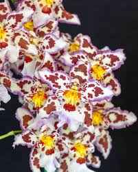 Oncostele Tan Treasures 'Lavender Picotee'