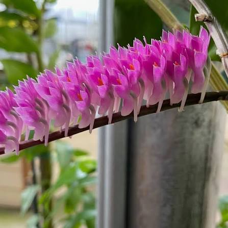 Dendrobium secundum