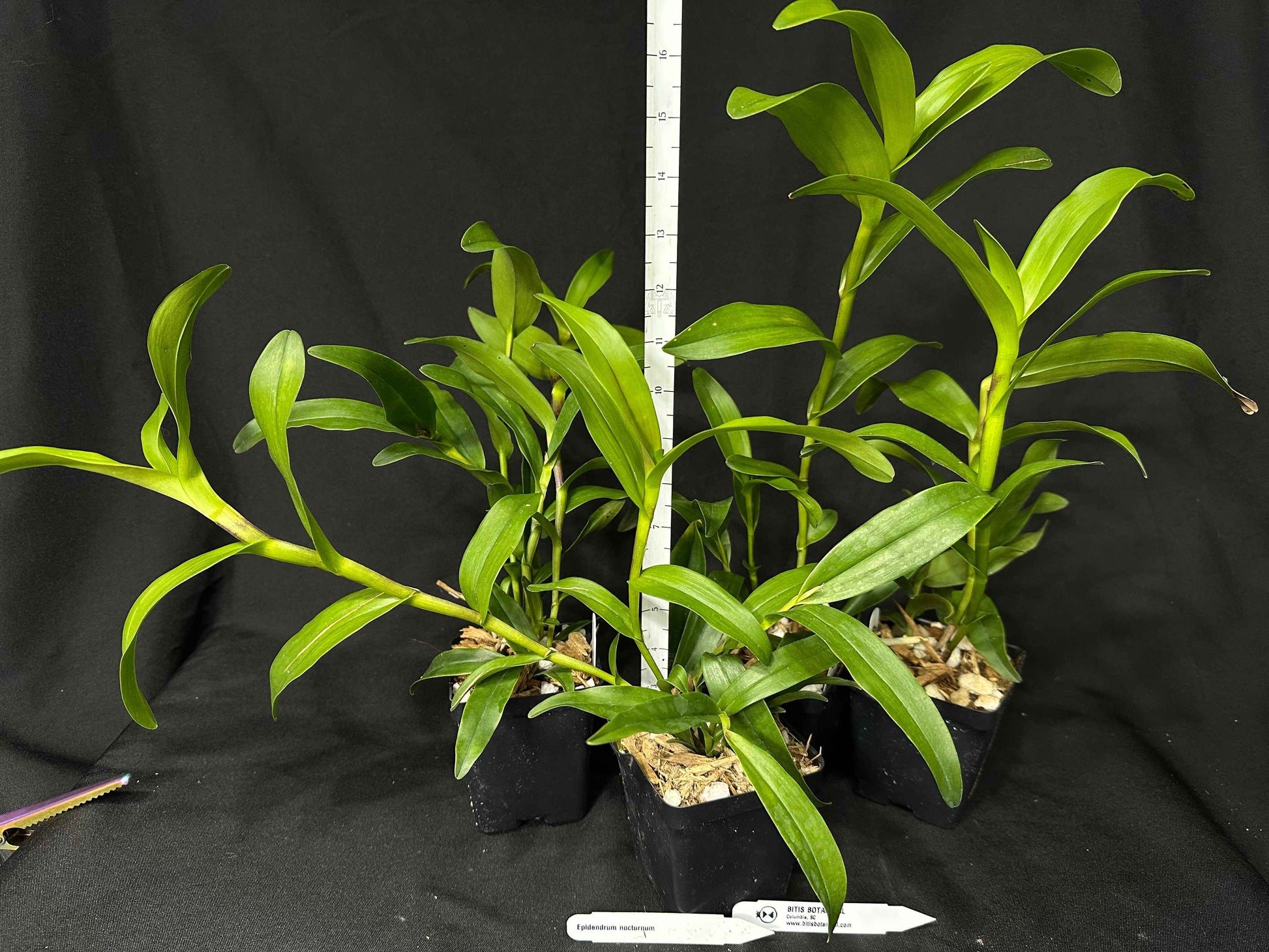 Epidendrum nocturnum