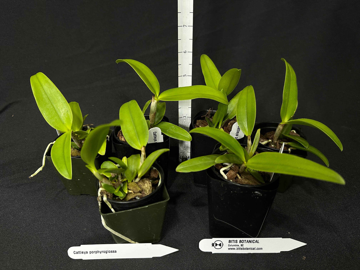 Cattleya porphyroglossa