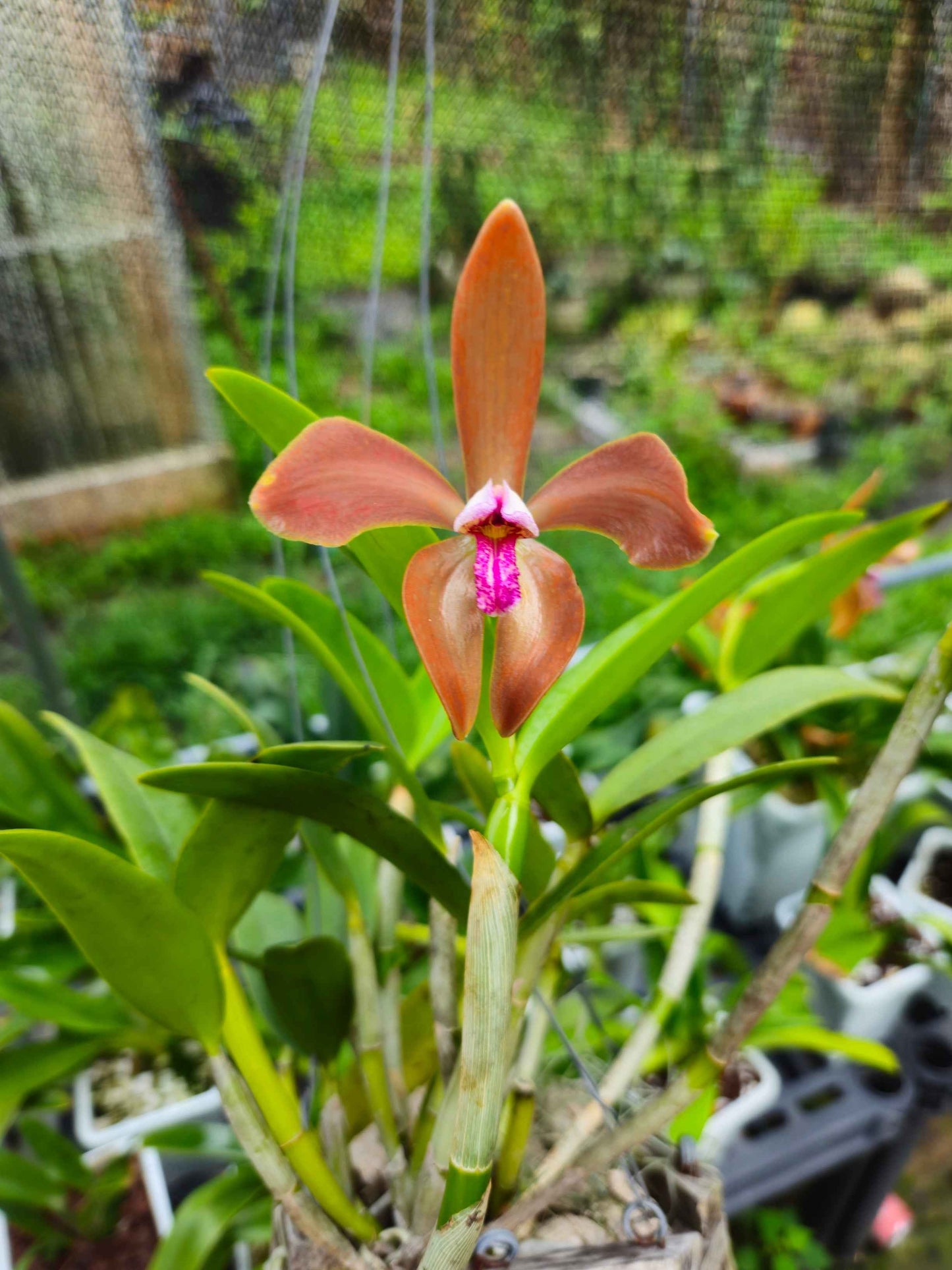 Cattleya porphyroglossa