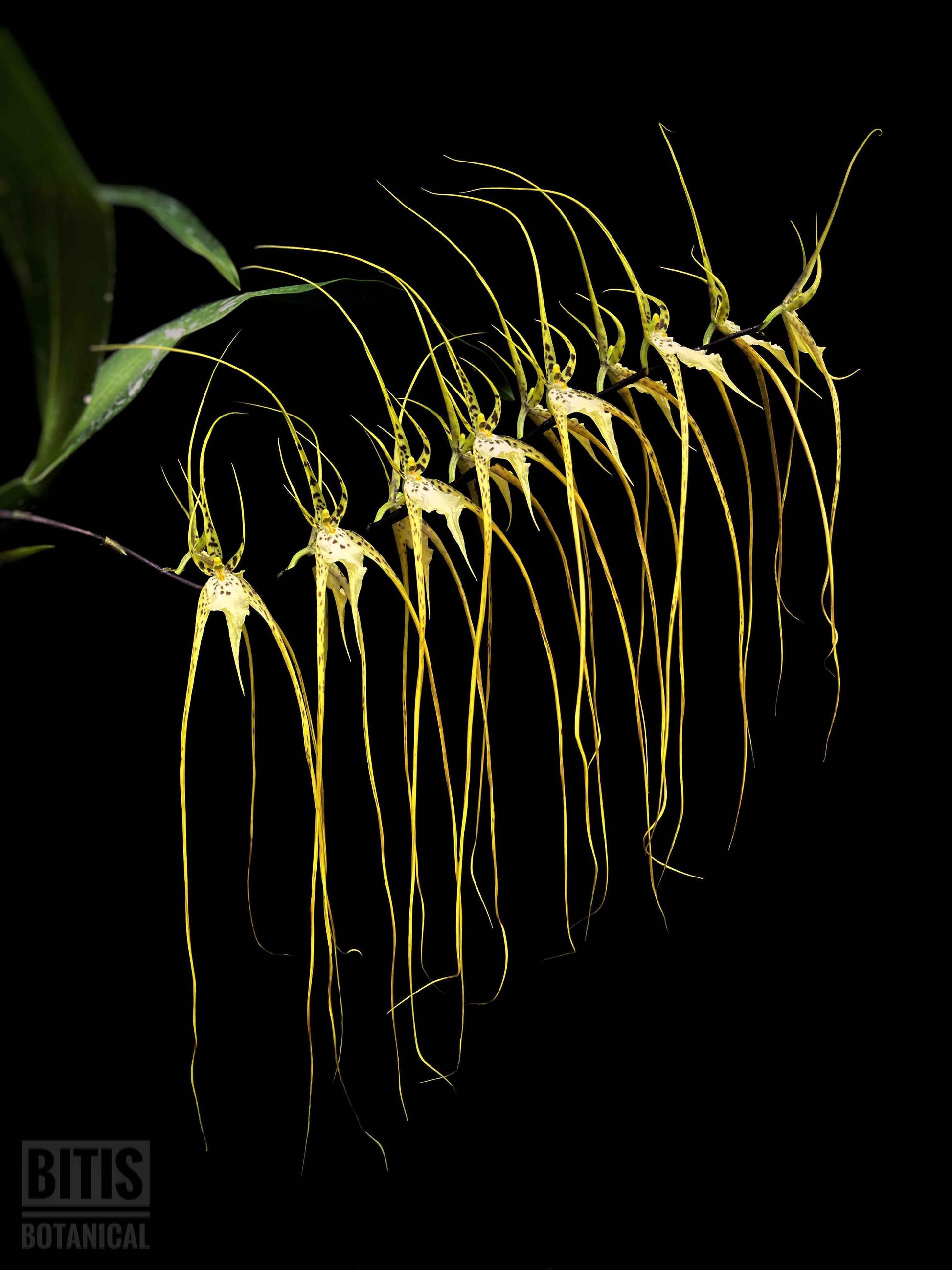 Brassia Aunty Diana Aki 'Malika'