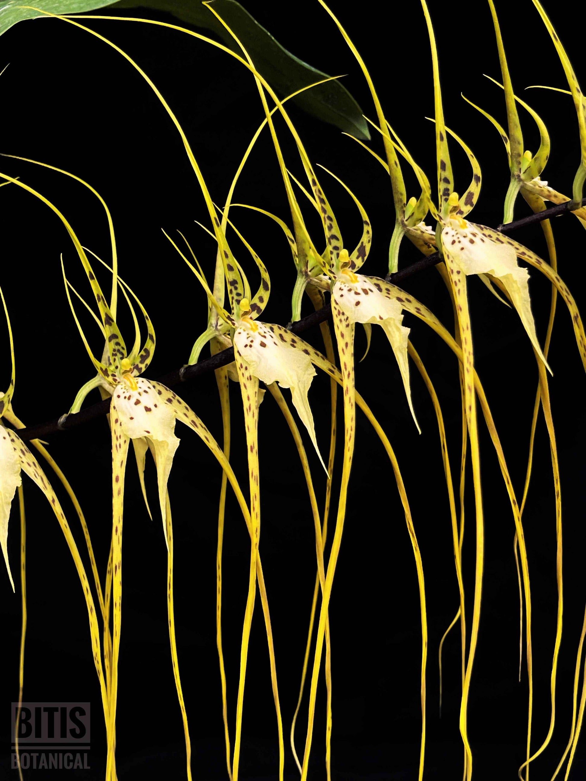 Brassia Aunty Diana Aki 'Malika'