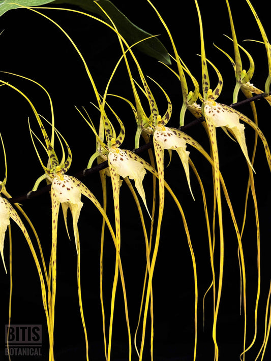 Brassia Aunty Diana Aki 'Malika'