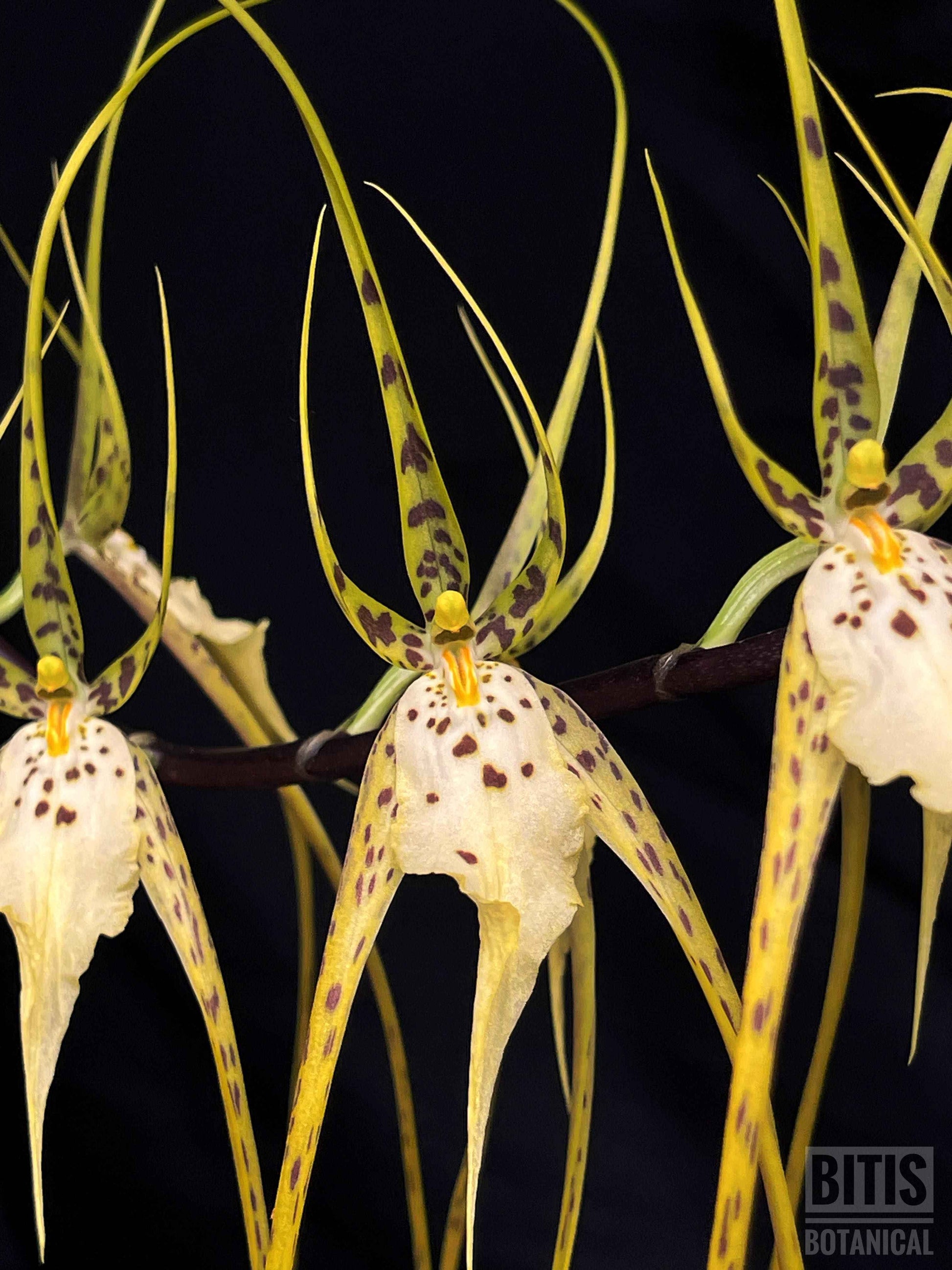 Brassia Aunty Diana Aki 'Malika'