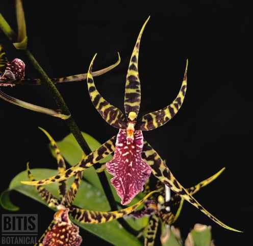 Arthurara Sea Snake 'Unforgettable' HCC/AOS