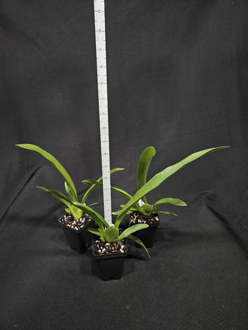 Brassia Up the Water Spout 'Long Legs' - Bitis Botanical