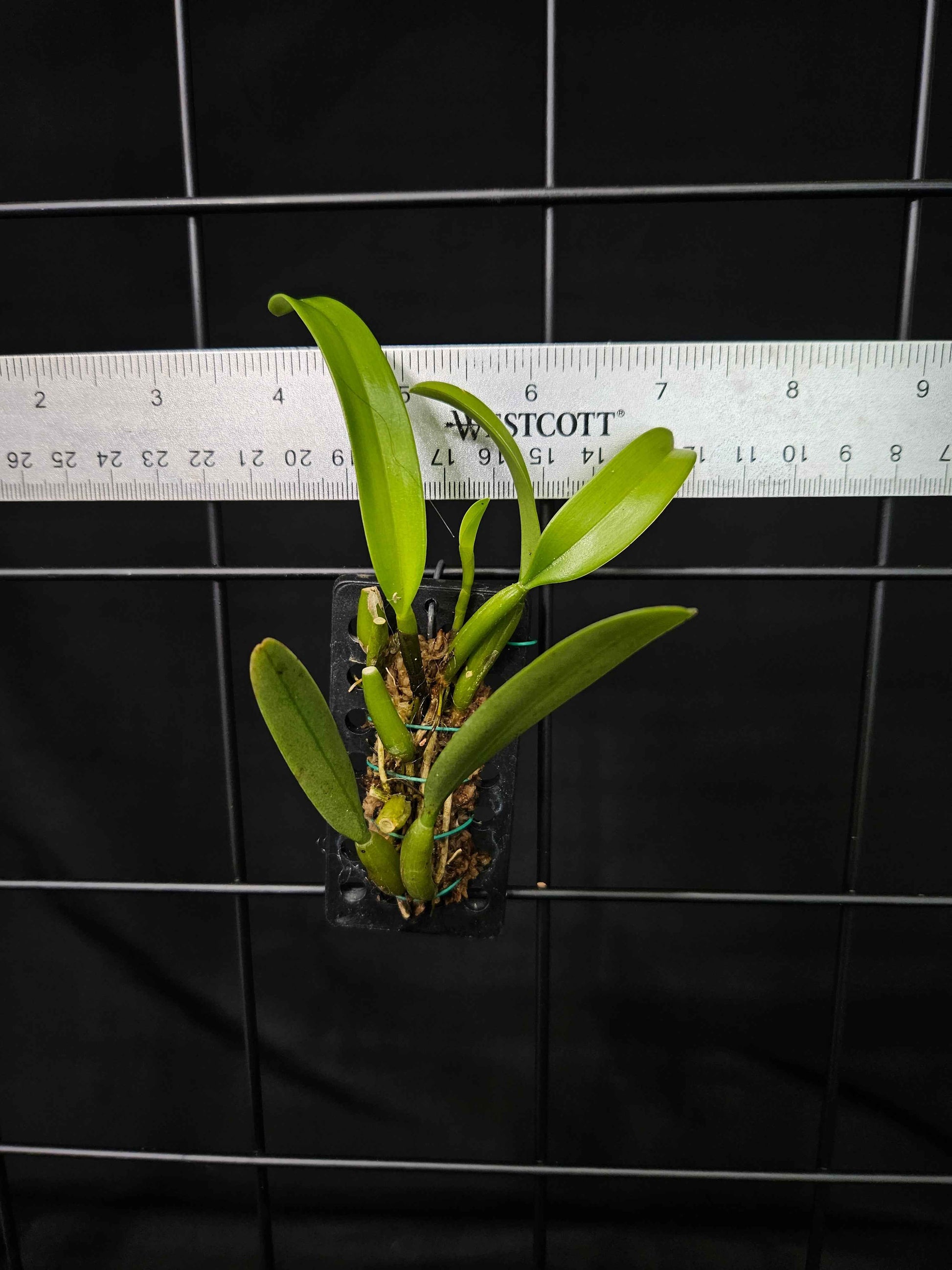 Bulbophyllum odoratissimum