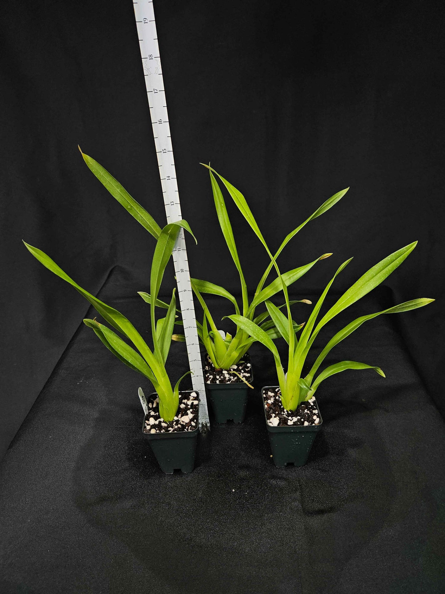 Brassia Daddy Long Legs 'Fred Schwartz'