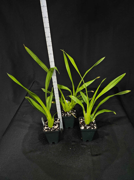 Brassia Daddy Long Legs 'Fred Schwartz'