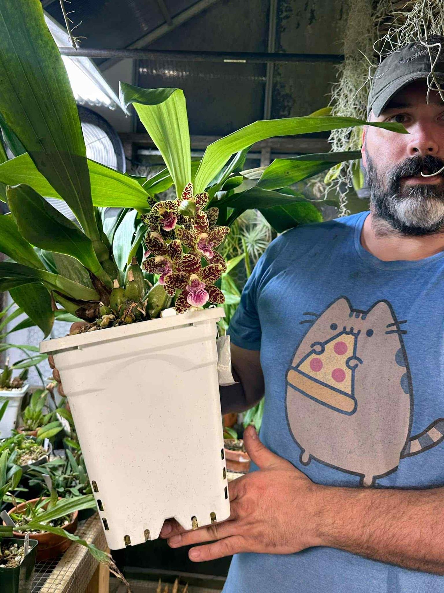Nottara Lucy's Sassafrass 'Tightie Whitie' FCC/AOS Zygo hybrid orchid flowering plant held by Tony Casler