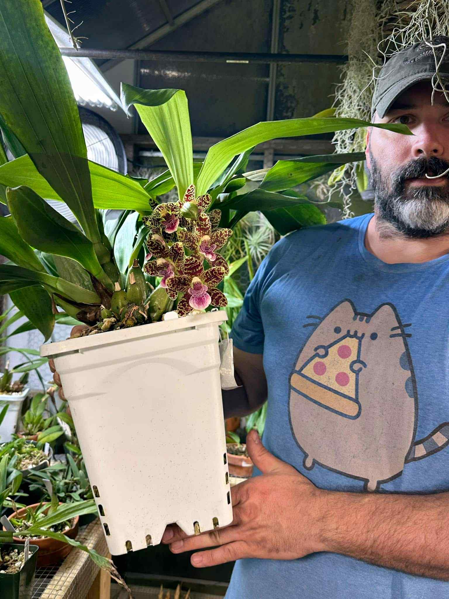 Nottara Lucy's Sassafrass 'Tightie Whitie' FCC/AOS Zygo hybrid orchid flowering plant held by Tony Casler