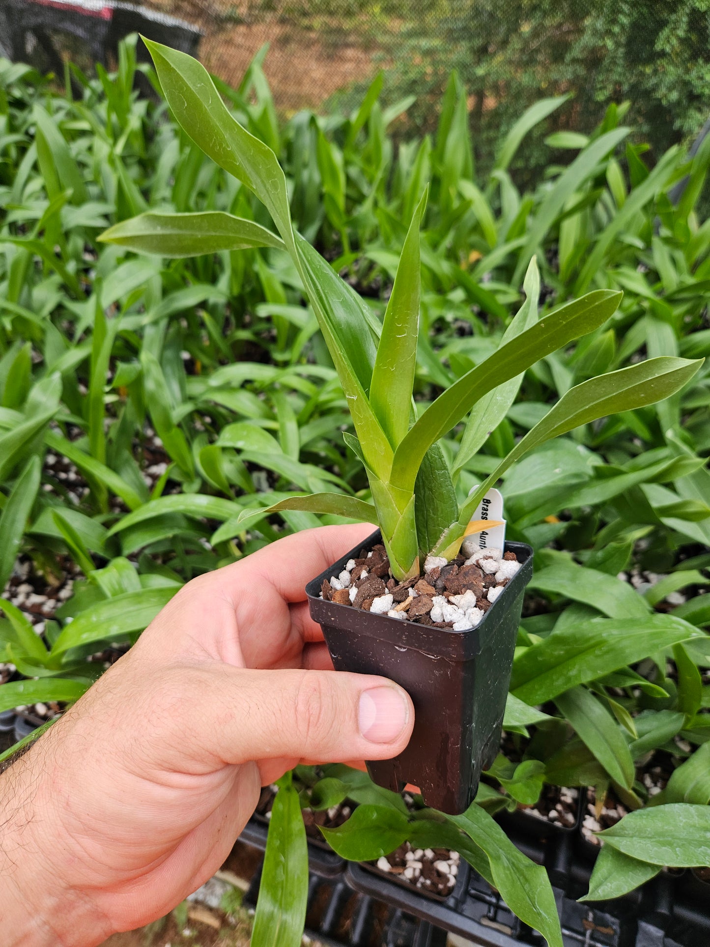 Brassia Aunty Diana Aki 'Malika'