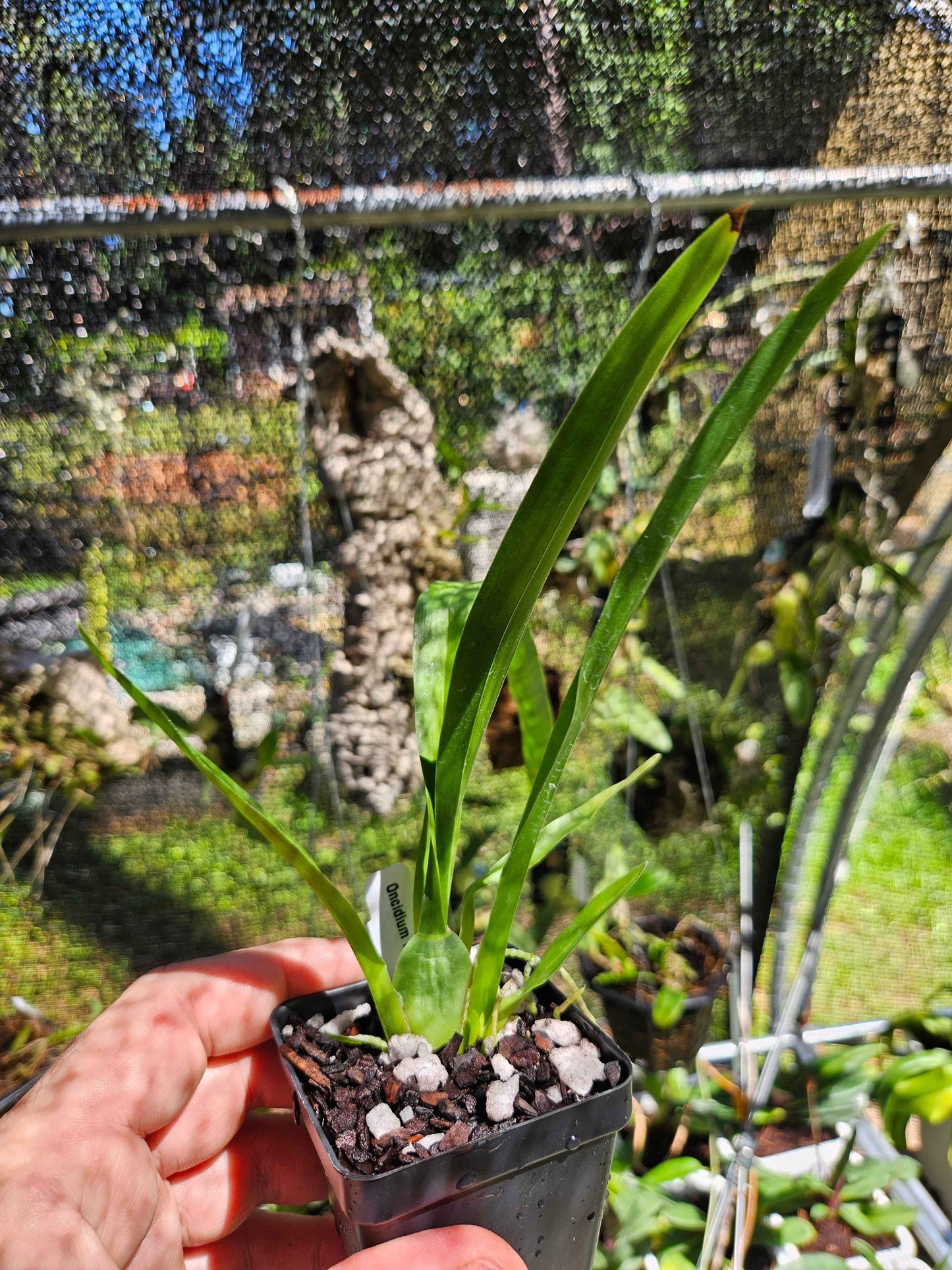 Oncidium Pacific Passage 'Peach Cobbler' AM/AOS