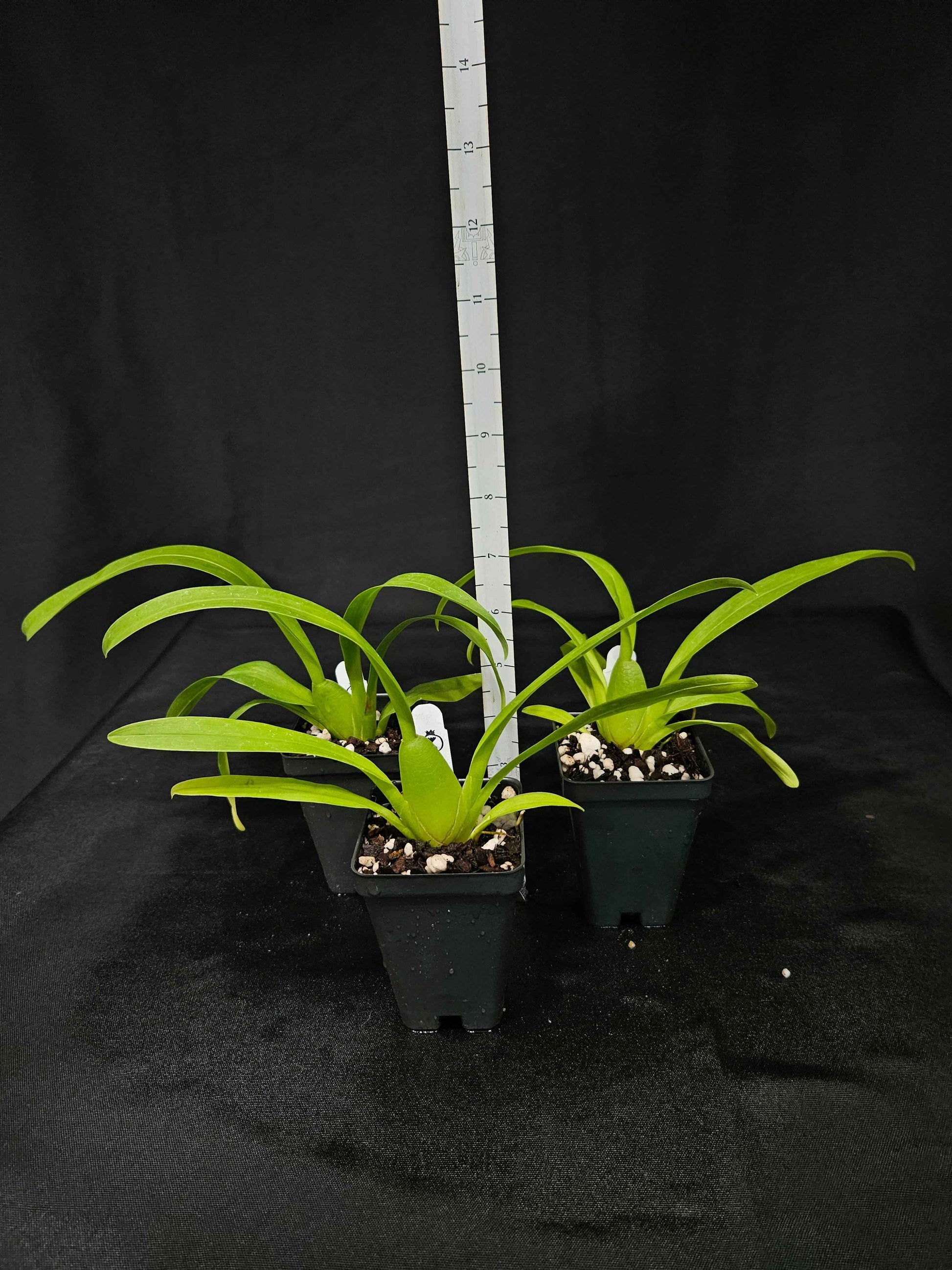 Oncostele Eye Candy 'Penny Candy' AM/AOS