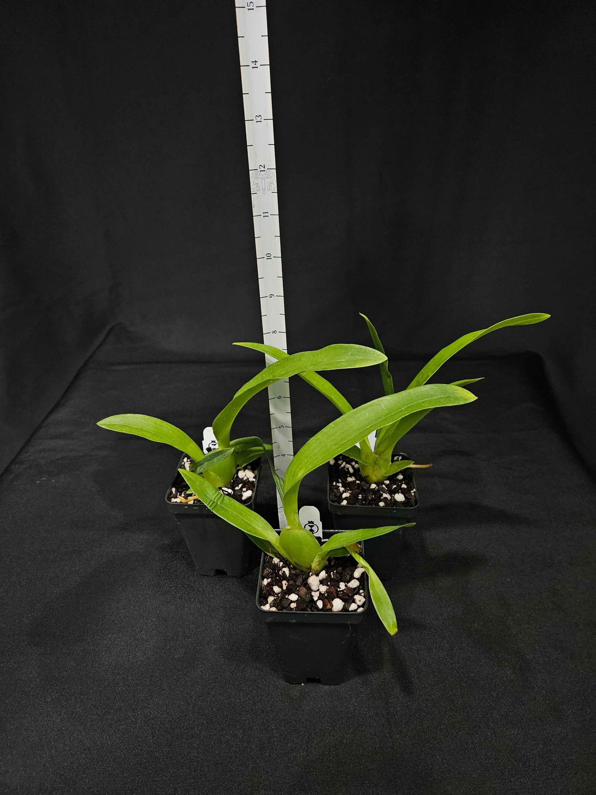 Brascidostele Tower of Rex 'Yellow Spider'