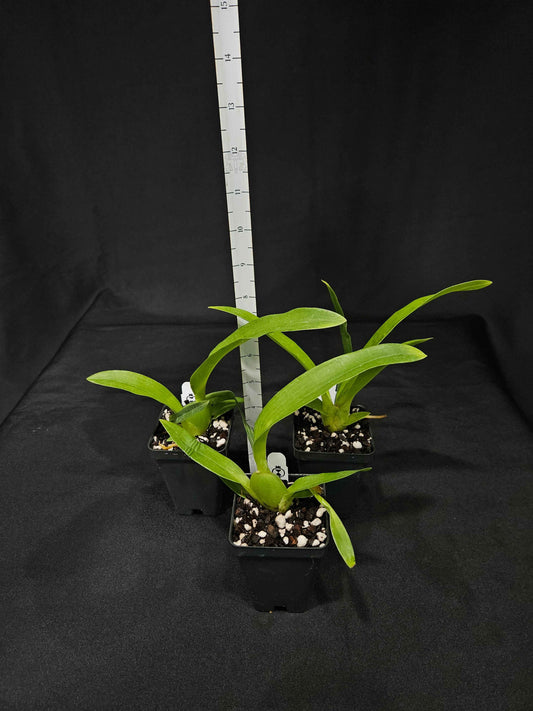 Brascidostele Tower of Rex 'Yellow Spider'