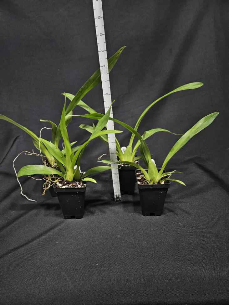 Oncidium Ruth's Rainbow 'Over the Rainbow'