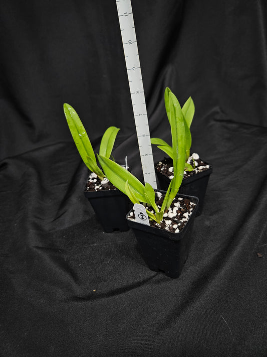 Rlc. Pegasus Fantasy 'Sanctuary'