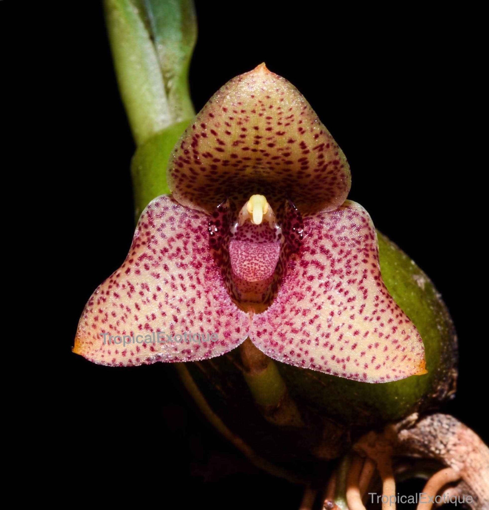 Bulbophyllum pictum